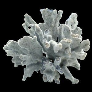 Rare Genuine Blue Ridge Coral Heliopora Coerula Specimen ~ 7. 1/2" H x 8" W
